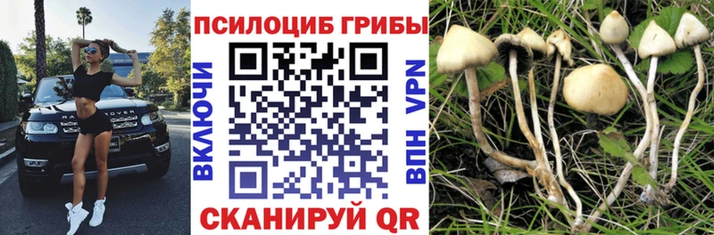 где можно купить   Шадринск  Галлюциногенные грибы Magic Shrooms 